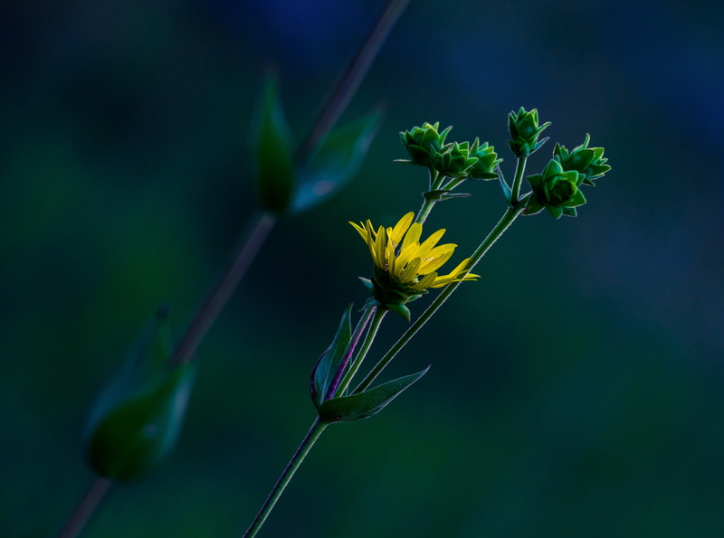 d7000, Spring, flowering plant, flower head, fragility, Blue, vulnerability, close-up, beauty in nature, bud, green color, 4K, focus on foreground, nikon