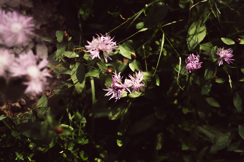 fragility, dark, growth, light, aster, outdoors, inflorescence, sunlight, plant, human, flower head, selective focus, flowering plant, close-up, aquilegia
