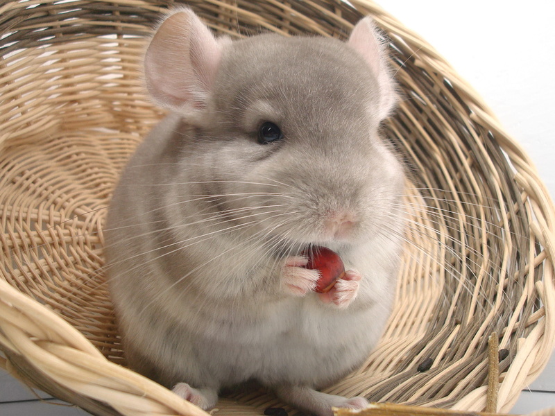 cute, domestic, beige, container, domestic animals, indoors, nature, no people, animal wildlife, eating, one animal, food, whisker, nager, chinchilla, food and drink