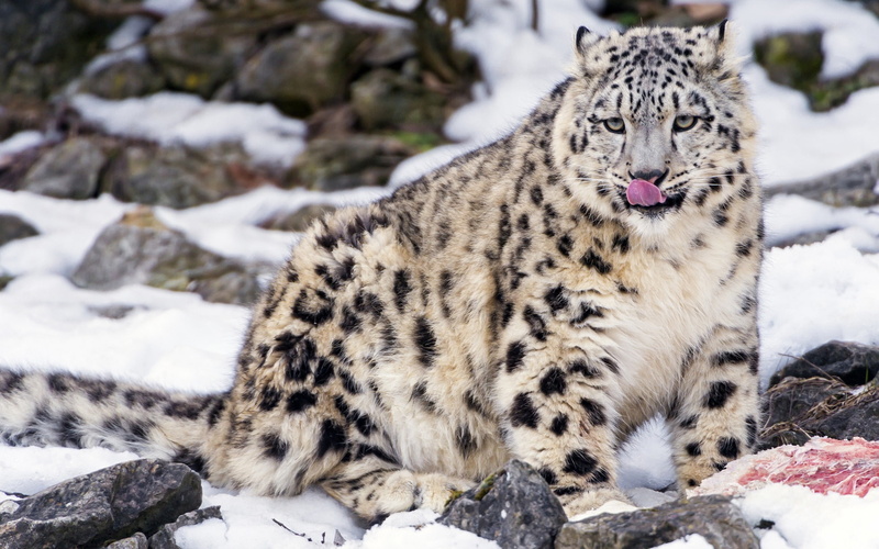 Eating, Leopard, Snow, 1080P
