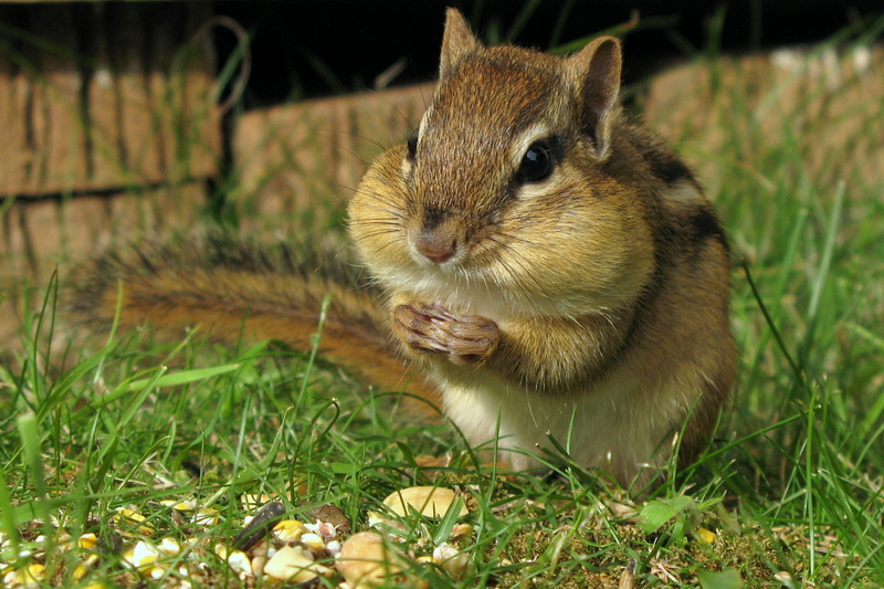 cute, rongeur, Eastern chipmunk, rayé, grass, squirrel, Petit suisse, animal, nature, GG, brown, Tamias striatus, mammal, Canada, fluffy, fur, Canon PowerShot G7