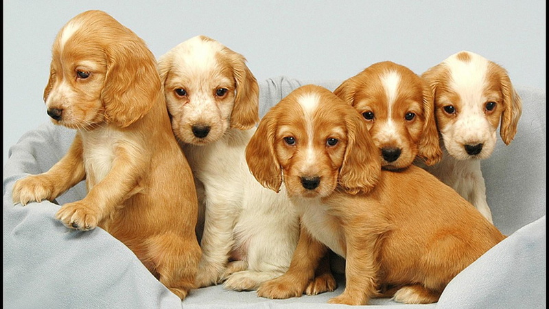 animals, white dogs, pets, dogs, row, five, puppies, brown dogs, nature, 1080P, cute animals