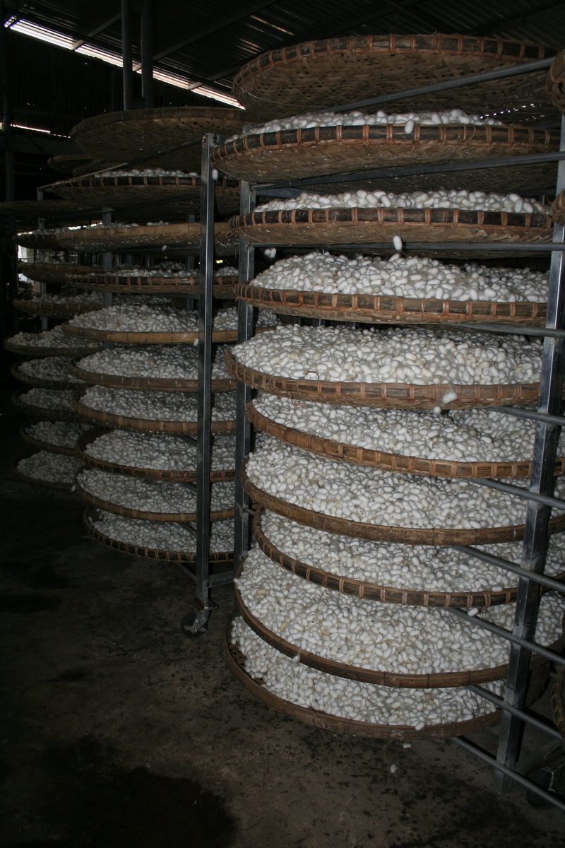 industry, rack, abundance, in a row, silk, indoors, Silkworm, food and drink, domestic room, order, freshness, food and drink industry, day, food, cocoon