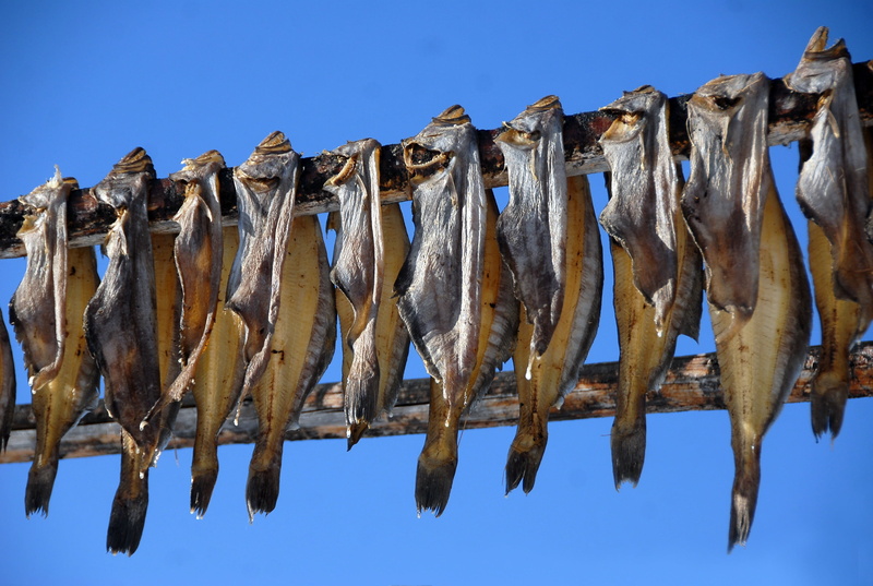 2K, dörr fish, food and drink, fishes, sky, activity, drying, food, greenland, no people, in a row, dry, stick, dried fish, fish, dried, water, animal