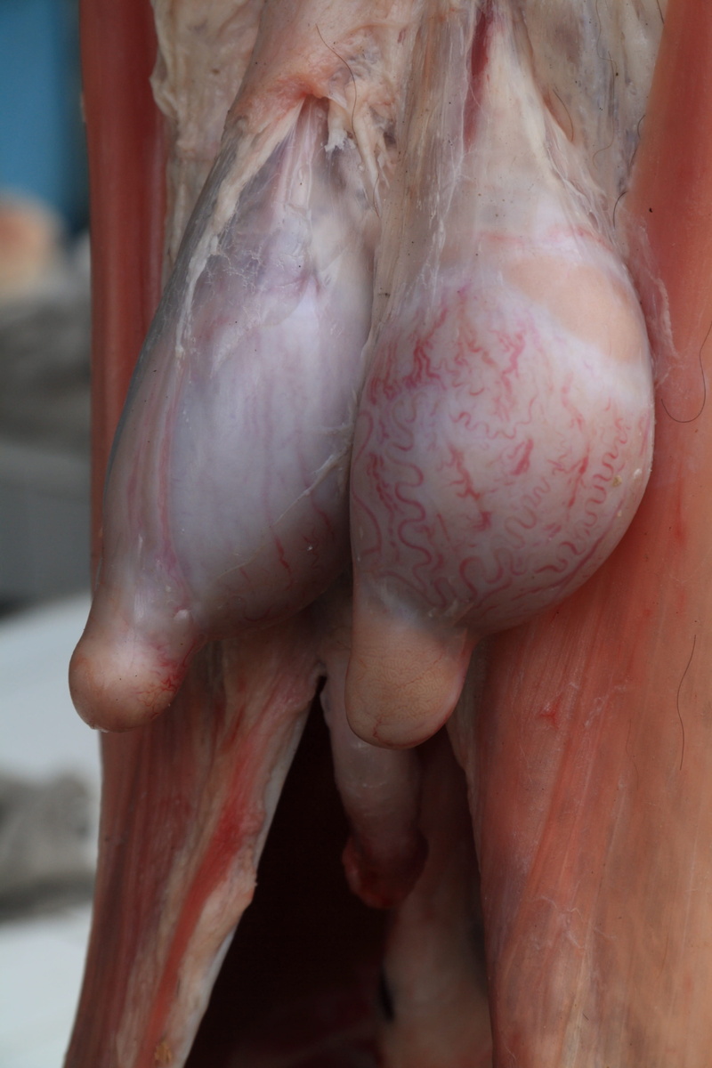 freshness, unrecognizable person, indoors, human limb, butchered, raw food, human hand, focus on foreground, day, slaughtering, close-up, red, death, Butcher