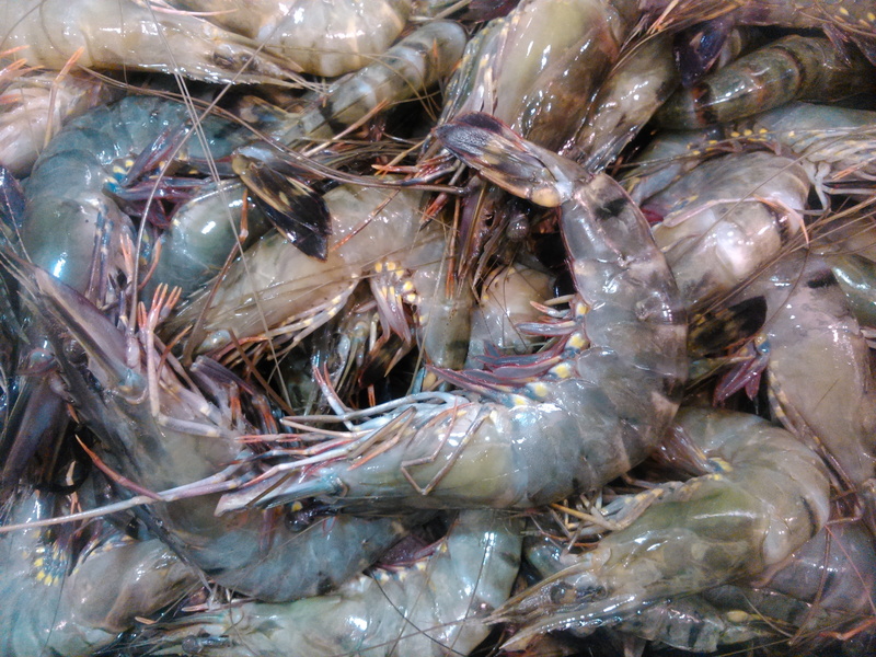 vertebrate, sale, Fresh, no people, full frame, raw Food, market, close-up, backgrounds, food, 2K, large group of animals, ice, shrimp - seafood, retail display