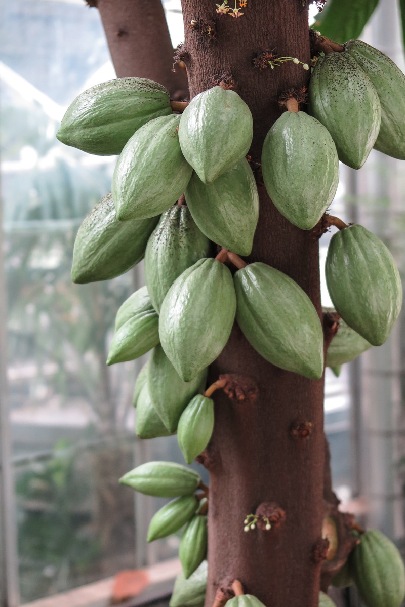 cacao, tropical fruit, 2K, food and drink, outdoors, green color, flora, trees, fruit, tree, closeup, healthy eating, organic, cultivation, wellbeing