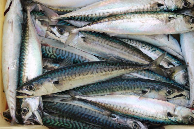 seashell, water, fishes, retail, mackerel, no people, aquarium, full frame, large group of objects, silver colored, fish, food, sardine, fishing industry
