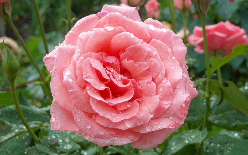 freshness, flower, pink color, growth, inflorescence, closeup, rain, water, flower head, close-up, fragility, gardening, dew, drop, wet, no people, rose - flower