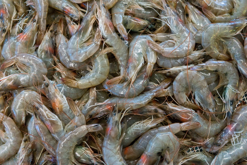 animal, no people, raw food, fish, seafood, retail display, healthy eating, sale, fish market, cascais, portugal, vertebrate, for sale, freshness, fishermen