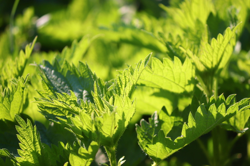 backgrounds, vegetable, nature, full frame, shades of green, green color, weed, leaves, nettle leaves, histamine, beauty in nature, herb, burning hair