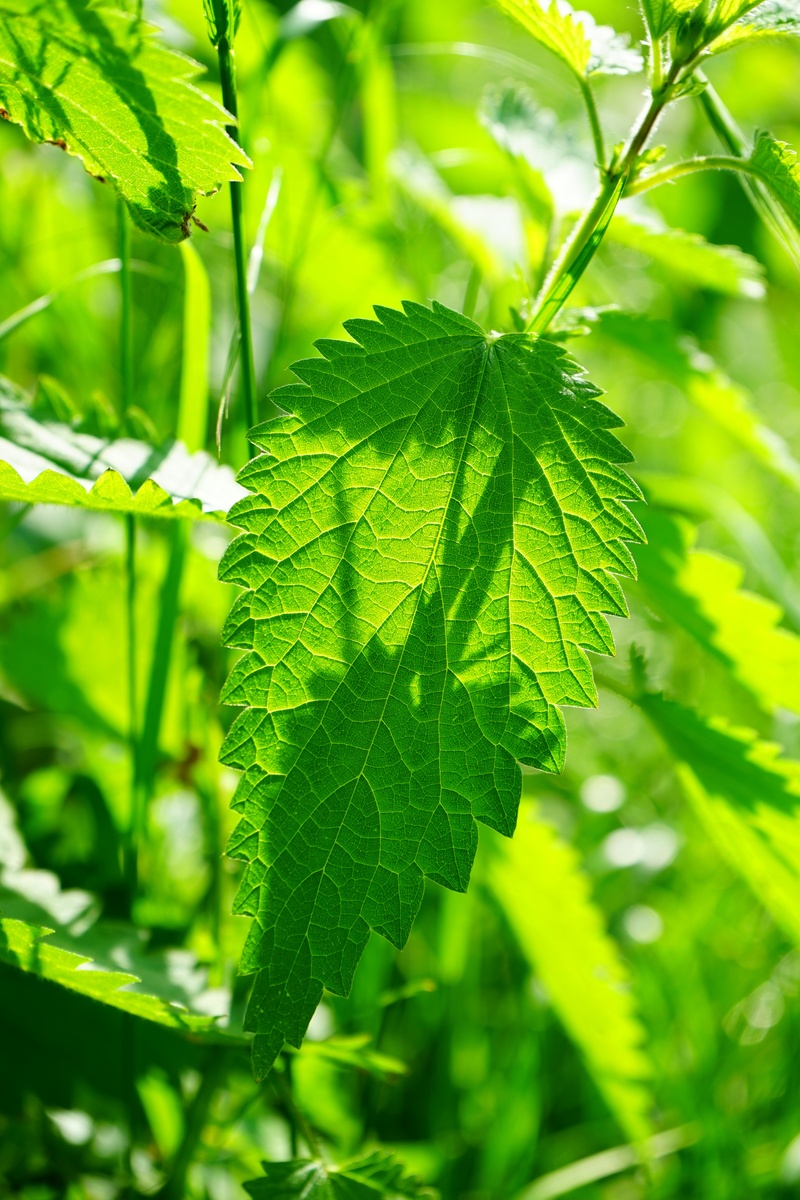 sodium formate, focus on foreground, toxic, acetylcholine, sunlight, burning liquid, stinging nettle plant, toothed, freshness, 5K, stalked, no people