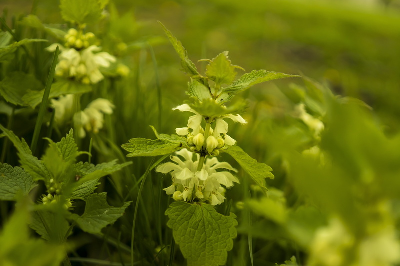 growth, spring, plant part, burn, nature, shades of green, grass, outdoors, close, 5K, leaf, green, small nettle, urticaceae, food and drink, burning hair