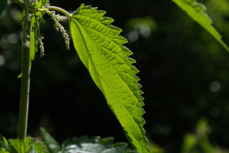 outdoors, leaf buds, urticaceae, land, stipules, nature, sodium formate, focus on foreground, close-up, selective focus, protection mechanism, food processing plant