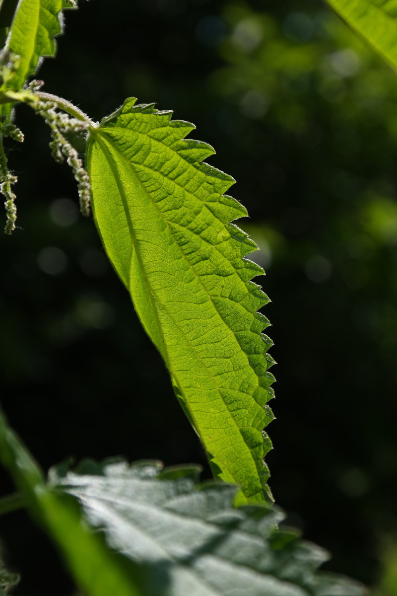 protection mechanism, burning liquid, stipules, toxic, growth, true leaves, fragility, Hair, tranquility, plant, Burning, outdoors, day, nettle stings