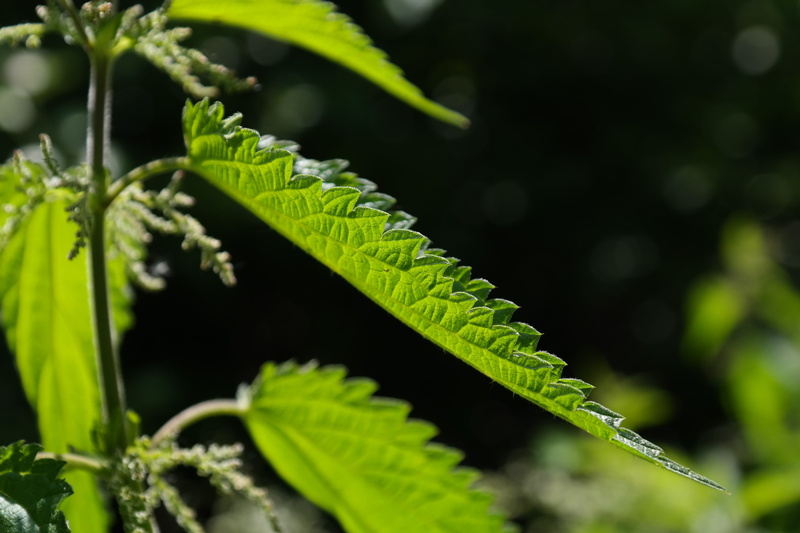 painful, leaf, day, close-up, true leaves, faserpflanze, growth, herb, green, pink, food, stinging nettle plant, food processing plant, stipules, weed