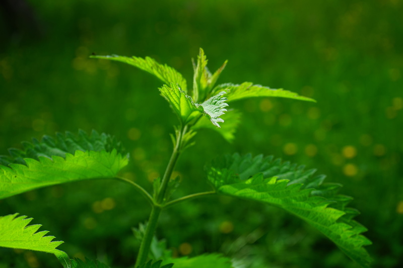 outdoors, nettle hair, nettle stings, beauty in nature, herb, leaf margin, stalked, stinging nettle plant, leaf buds, food and drink, 5K, lanceolate, vulnerability
