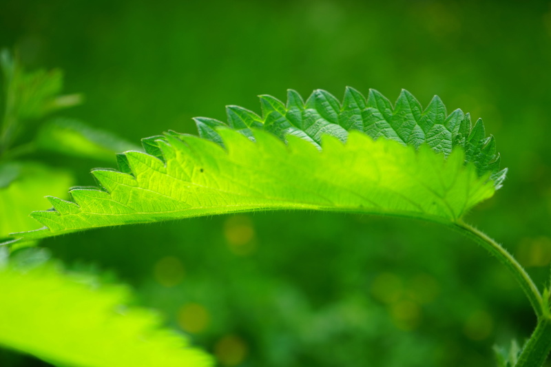 protection mechanism, shades of green, burning hair, purity, outdoors, close-up, food processing plant, burning liquid, acetylcholine, nature, focus on foreground