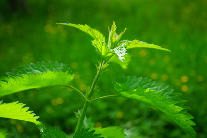 field, leaf margin, selective focus, stinging nettle, histamine, burning liquid, leaf blades, shine through, stinging nettle plant, painful, day, protection mechanism