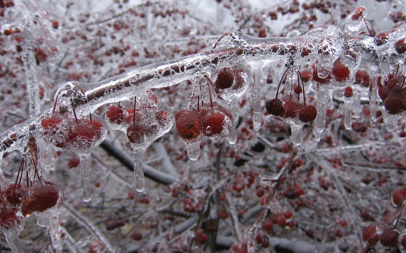 branch, ring, winter, close-up, day, snow, outdoors, fruit, blizzard, nature, beauty in nature, frost, raspberries, cold temperature, selective focus, 1080P