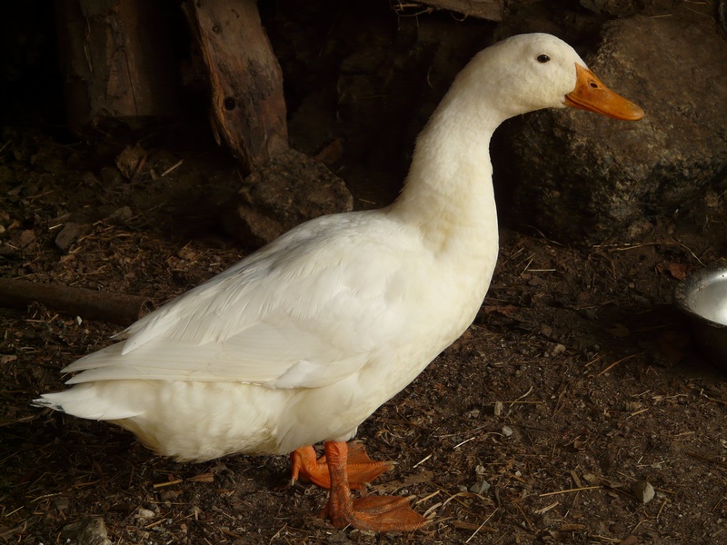 field, american peking duck, land, farm, animal wildlife, duck, nature, beak, stone, white, vertebrate, mallard, bird, animals in the wild, peking duck