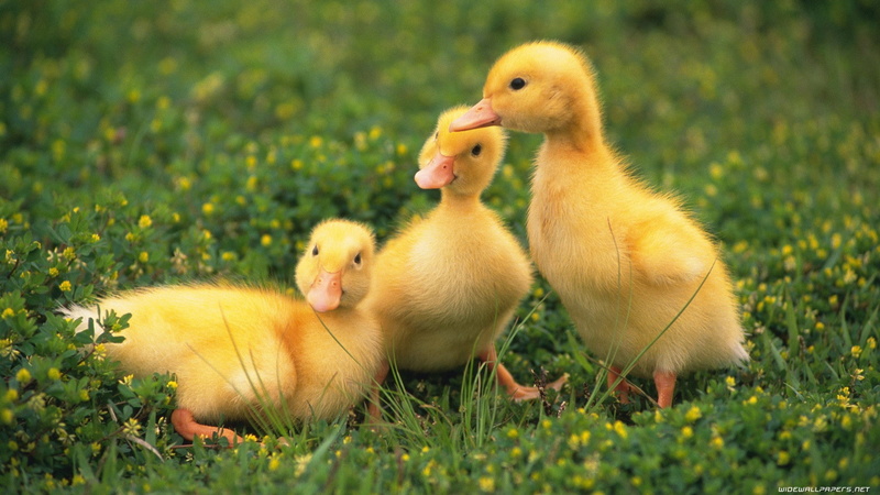 yellow, young bird, poultry, 1080P, domestic animals, baby animals, duck, group of animals, green color, cute, animal family, plant, grass, vertebrate