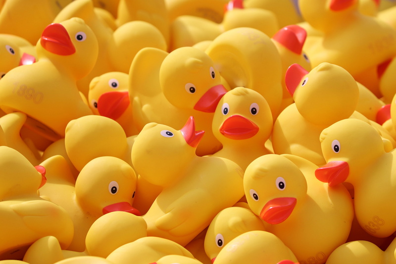race, full frame, large group of objects, ducks, rubber duck, rennwetbewerb, still life, swimming competition, toys, poultry, event, duck, duck race, yellow duck