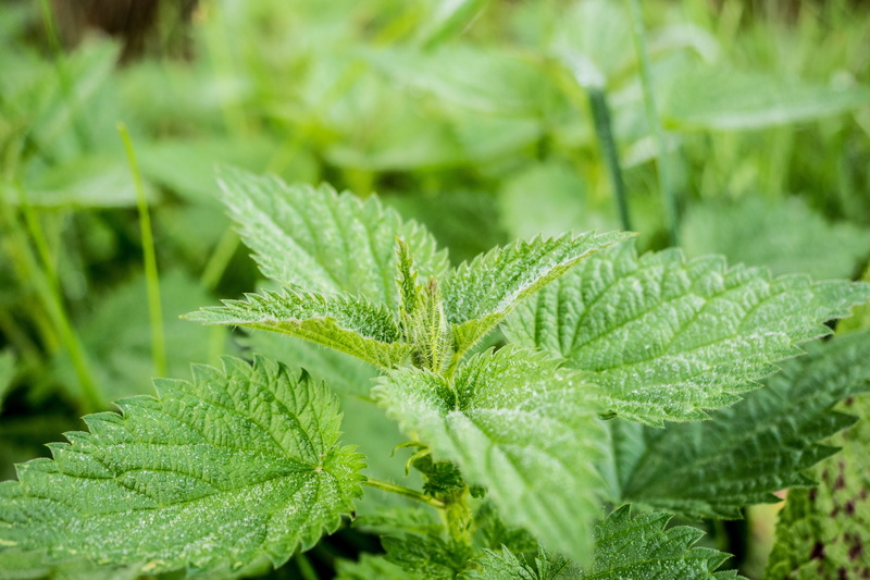 pus nettle, land, plant part, growth, 4K, freshness, nettle, flora, naturopathy, focus, leaf, no people, water, botany, green, nettle leaf, outdoors, nature