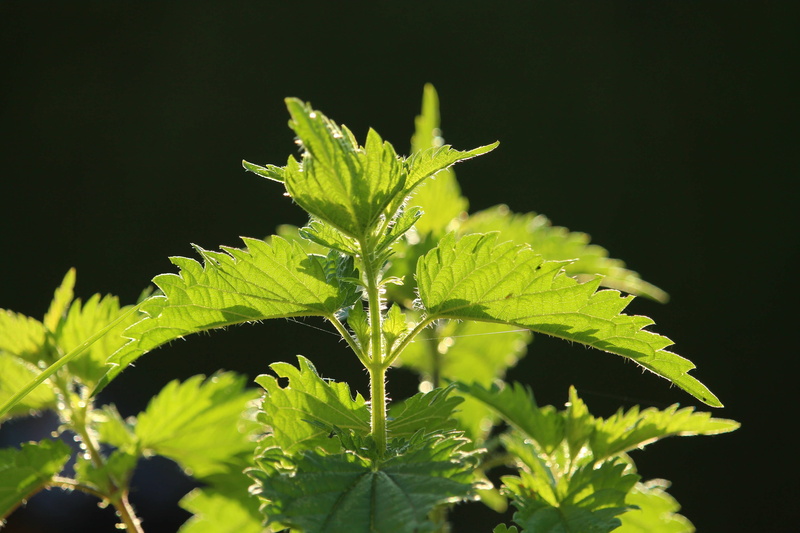 growth, food and drink, meadow herbs, green, flora, leafed, no people, leaf, nature, naturopathy, food, close, freshness, herb, beauty in nature, night