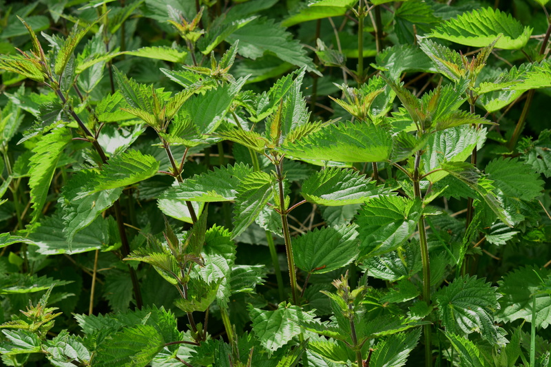 day, no people, nettle, nature, herbal medicine, green color, plant part, full frame, herb, weed, 5K, stinging nettle, urtica urens, urtica, beauty in nature