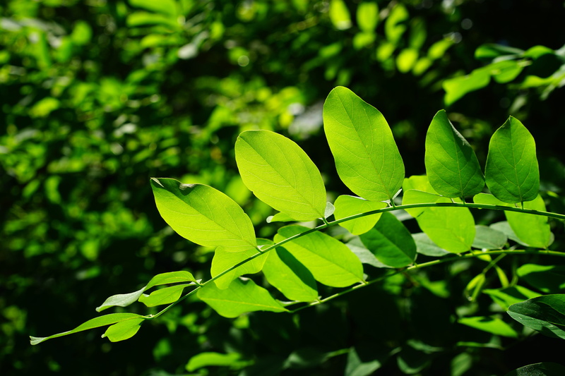 translucent, photography, chlorophyll, 5K, beauty in nature, leaves, deciduous tree, outdoors, close-up, dark green, ornamental tree, leaf veins, details