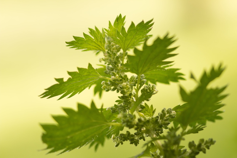 studio shot, close-up, organic, wellbeing, no people, wild herb, parsley, focus, urtica, leaf, food and drink, urticaceae, nettle leaf, mint leaf - culinary