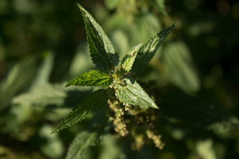 day, weed, nettles, freshness, food and drink, urtica, 1080P, urticaceae, narcotic, leaf, naturopathy, recreational drug, meadow herbs, local, growth