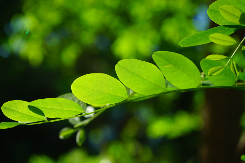 springtime, forest, leaves, shades of green, plant part, tree, lush Foliage, close-up, translucent, green, robinia, day, light, freshness, leaf green, silver rain