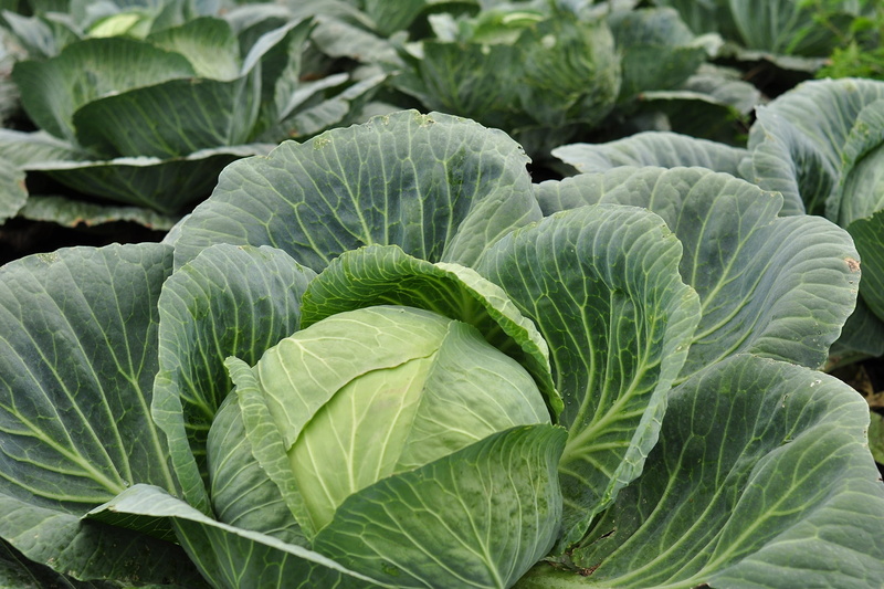 organic, gardening, field, beauty in nature, food, vegetarian Food, plant, leaf, 1080P, food and drink, cabbage, freshness, plant part, vegetable, no people