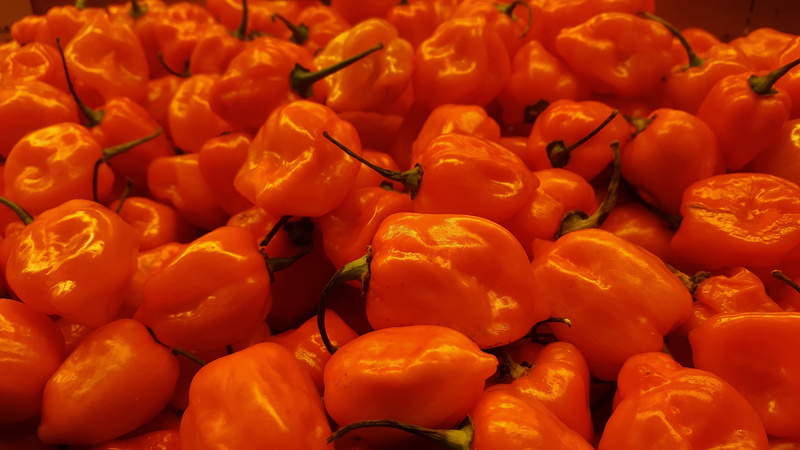habanero, ripe, vegetable, chili, wellbeing, fruit, pepper, scoville, chiles, abundance, large group of objects, foodstuff, red, no people, specialty produce