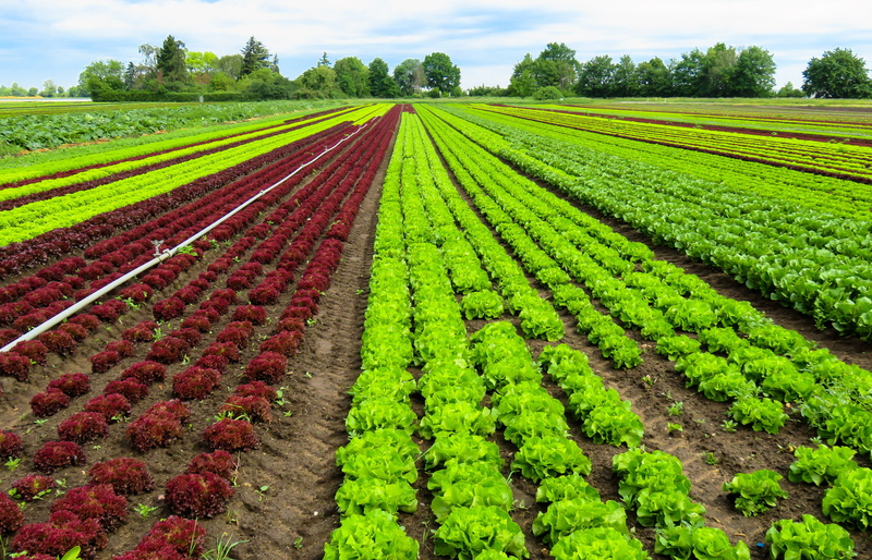 vegetable, land, day, bauer, beauty In Nature, landscaped, red, 5K, outdoors, in A Row, bio, plant, non-Urban Scene, Salad, Agriculture, plantation, springtime