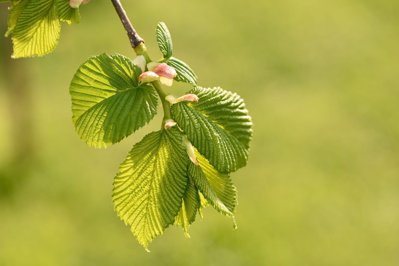 daytime, plant part, freshness, food and drink, lush foliage, color Image, food, green leaves, green, shallow focus, 1080P, hanging elm, fruit, beauty In Nature