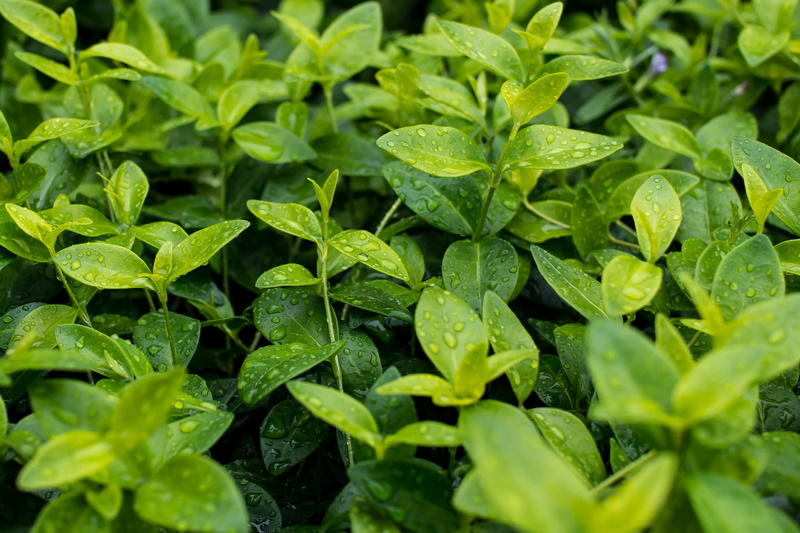 close up, agriculture, leaves, 2K, plants, vegetable, no people, drop, full frame, summer, organic, nature, green leaves, leafed, green, plant, beauty in nature