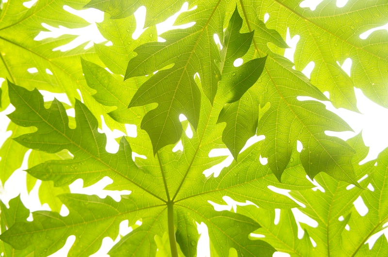 forest, pattern, 1080P, plant, no people, growth, beauty in nature, leaves, summer, natural pattern, low, papaya, photography, green, floral pattern, outdoors