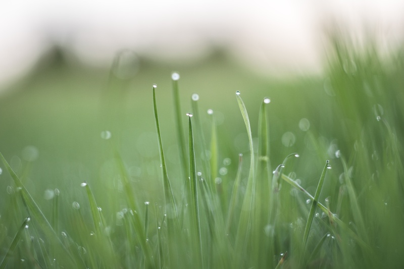 earth, focus on foreground, weather, environment, springtime, vulnerability, dew, selective focus, morning, beauty in nature, romantic, rain, raindrop