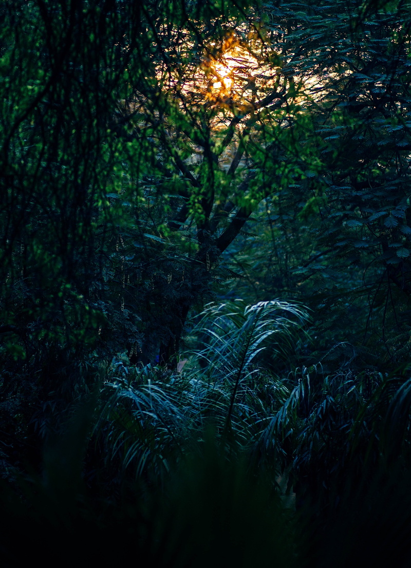yellow, trees, forest, tree, close-up, light, sun, dark, sunlight, plant, scenics - nature, non-urban scene, scenic, foliage, nature, outdoors, summer