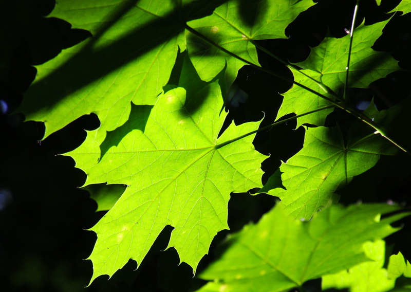 leaves, leaf, summer, plant, fresh, autumn, green, macro, environment, full frame, garden, beauty In Nature, maple leaf, natural, wood, lush Foliage, no People