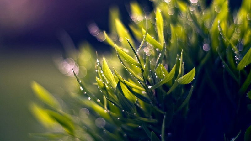 green, color, liquid, freshness, selective focus, no people, macro, leaves, purple, flower, pattern, sunlight, 1080P, raindrop, day, close-up, spring