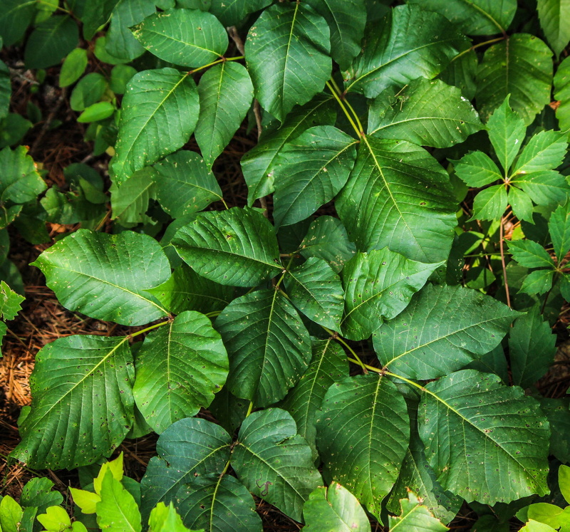 leaves, color Image, food, leaf vein, leaf, radicans, growth, Poison Ivy, Toxicodendron Radicans, freshness, outdoors, plant, ivy, vine, macro, toxicodendron