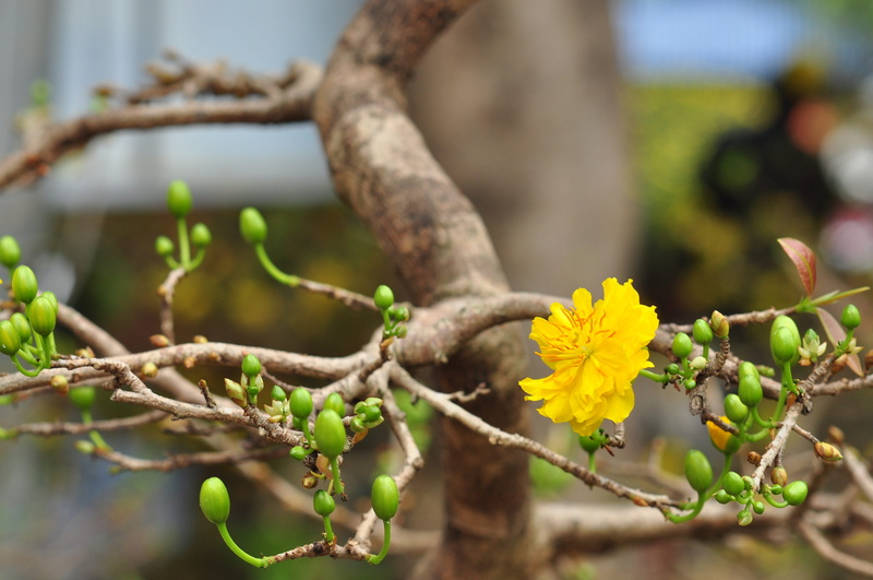 beauty in nature, bloom, colorful, yellow, flower head, 4K, ecology, environment, Botanical, fragrant, garden, fragility, tree, botany, seasonal, growth