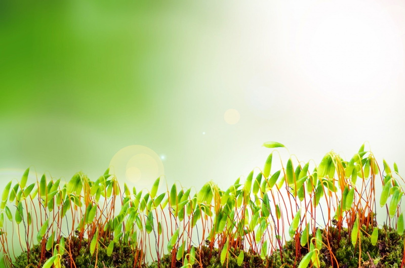 close, ecology, no people, vibrant color, growth, fresh, farm, brightly lit, copy, plants, blade of grass, springtime, bright, spring, meadow, grass, moss
