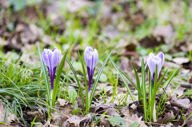 decoration, Crocus, beauty in nature, summer, rustic, natural, floral, growth, plant, no people, blossom, Spring, green, outdoors, colorful, garden, landscape