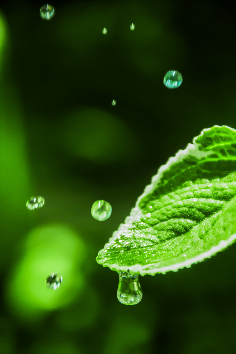 raindrop, outdoors, environmental, no people, vulnerability, leaves, growth, dripping, Water Drop, macro, selective focus, green, leaf with drop, water