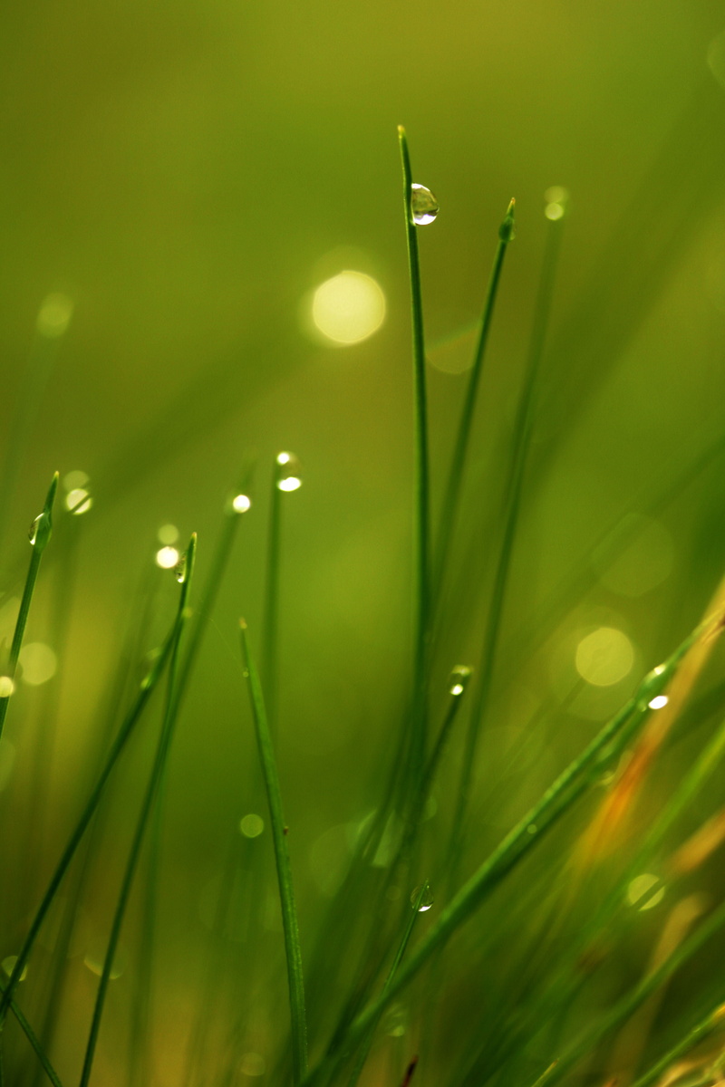 leaf, MACRO, tis, FAIRY DUST, BOKEH, backgrounds, freshness, green leaf, summer, blade of Grass, WATER, drop, WET, nature, environment, SMALL, blogged